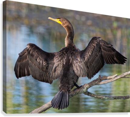 Stretch Canvas Print