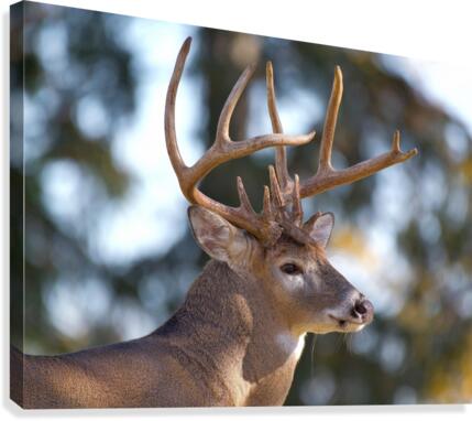 Buck Portrait Canvas Print