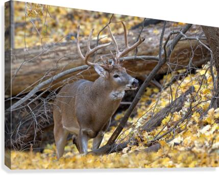 White Tail Buck Canvas Print