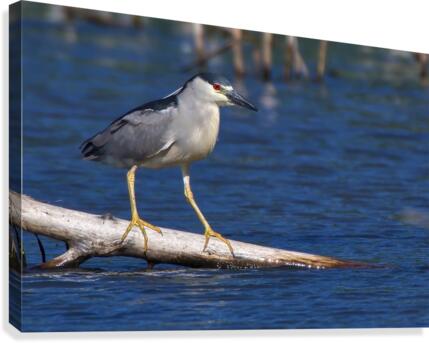Balancing act Canvas Print