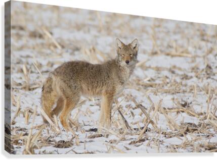 Coyote Canvas Print