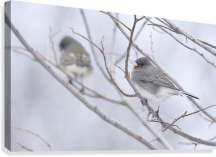 Double Junco Canvas Print