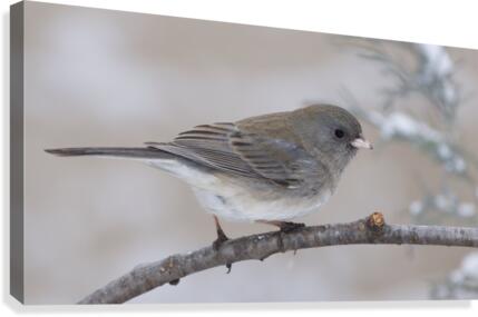 Junco Canvas Print