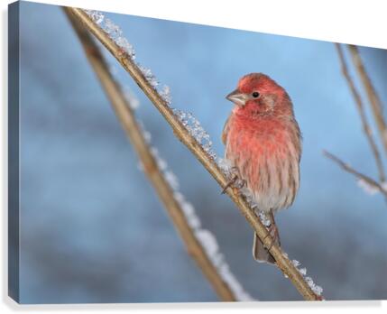Finch Canvas Print