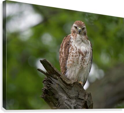 Red Tail Hawk Canvas Print