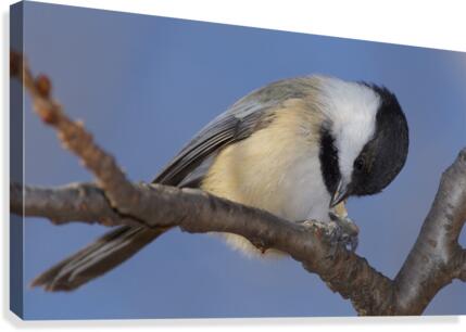 Black capped Chickadee Canvas Print
