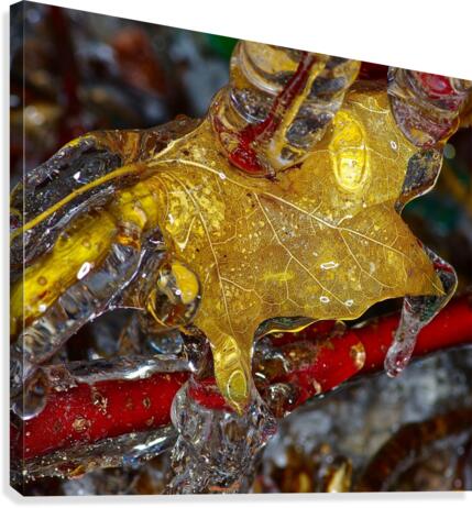 Ice Leaf Canvas Print