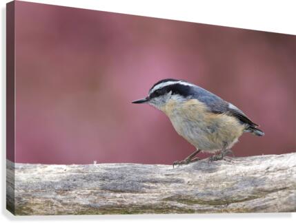 Nuthatch Canvas Print