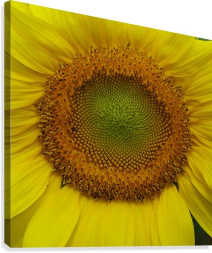 Sunflower Canvas Print