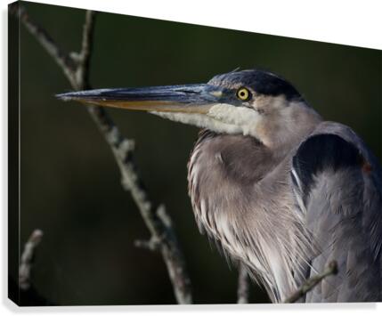 HeronProfile Canvas Print