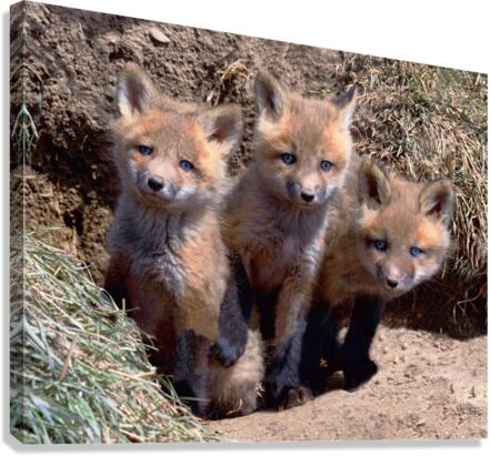 Triplets Canvas Print