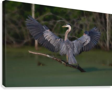 HeronWings Canvas Print