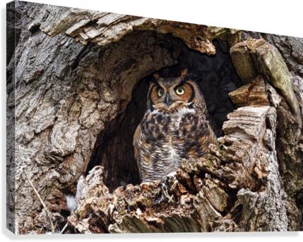 TheLookOut Canvas Print