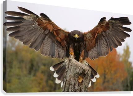 HarrisHawk Canvas Print