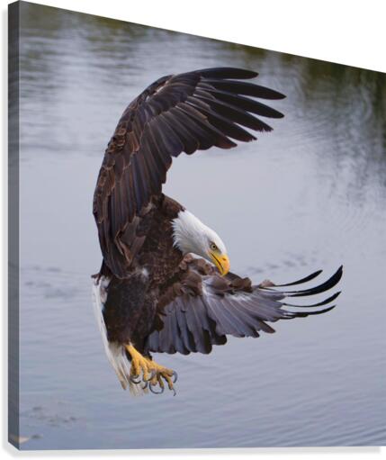 BaldEagleFlyby Canvas Print