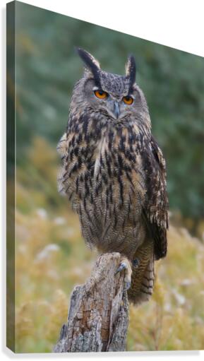 EagleOwl Canvas Print