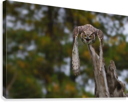 Cominatya Canvas Print
