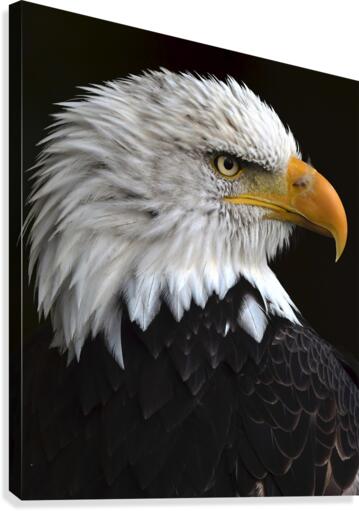 BaldEagleportrait Canvas Print