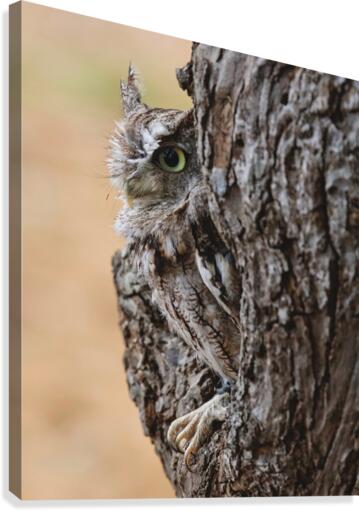 EasternScreechOwl Canvas Print