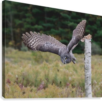 GreatGreylaunch Canvas Print