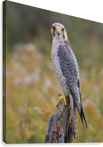 LannerFalcon Canvas Print
