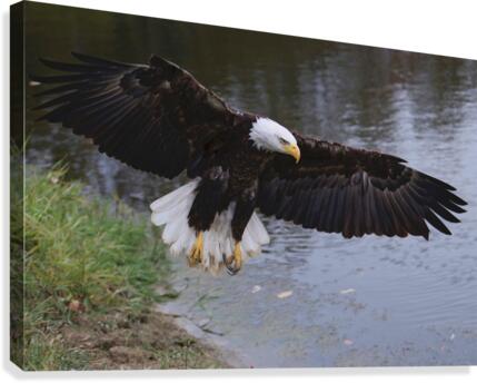 BaldEaglewingspan Canvas Print