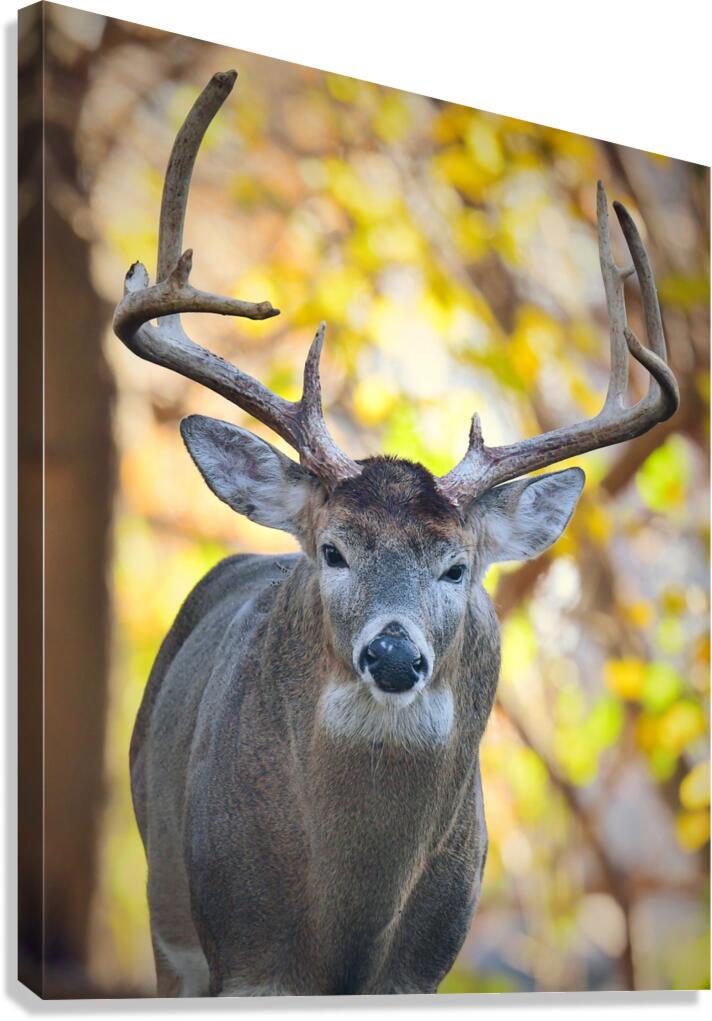 WhiteTailBuck Canvas Print