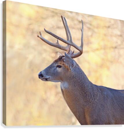 AutumnBuck Canvas Print