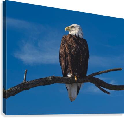 Solitary Eagle Canvas Print