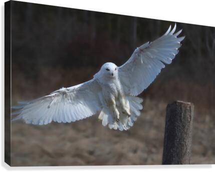 Snowy Landing Canvas Print