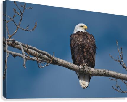 Eagle sky Canvas Print