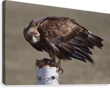 Golden Eagle Canvas Print