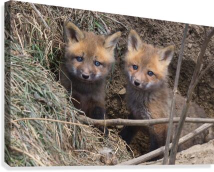 Fox Kits Canvas Print