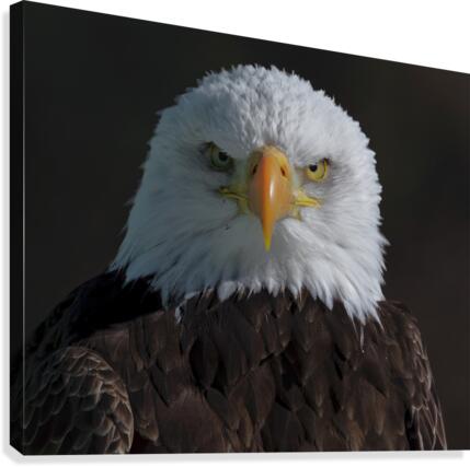 Eagle Stare Canvas Print