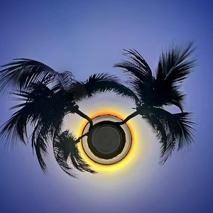 366 Palm Sunset Glow
