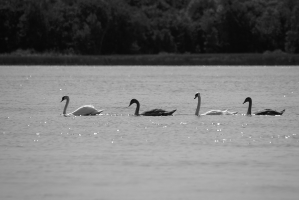 Follow the Leader – Swans on the St. Lawrence River by Corneau Vision