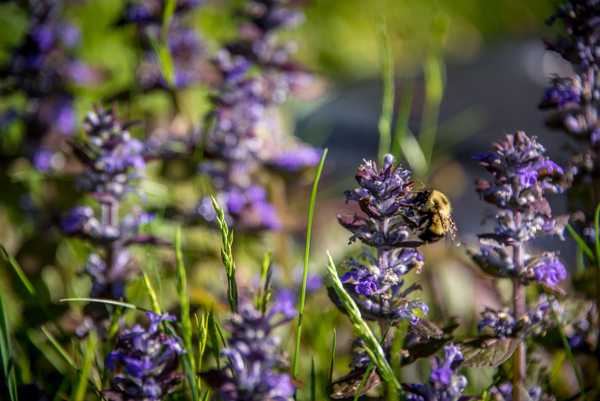Pollination – Bumblebee on Purple Wildflower by Corneau Vision