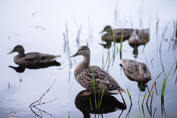 Family Reunion at the Lake – Sunset Duck Gathering by Corneau Vision