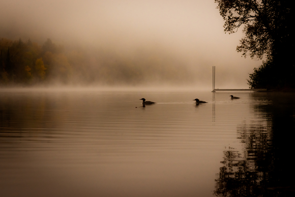 Hooded Merganser Morning – Fog & Fall Reflections by Corneau Vision