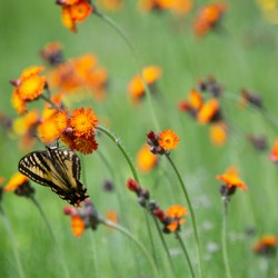 Summer Nectar – Butterfly and Wildflowers in Warm Light