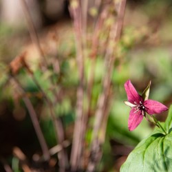 Wild Energy – Red Trillium in Spring Light