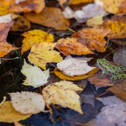 Autumn Pause – A Frog Resting Among Fall Leaves