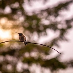 Morning Stillness – Hummingbird in Soft Golden Light
