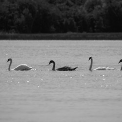 Follow the Leader – Swans on the St. Lawrence River