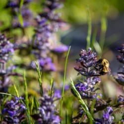 Pollination – Bumblebee on Purple Wildflower
