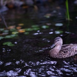 Gaze Within the Lilies – Duck in a Floating Garden