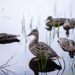 Family Reunion at the Lake – Sunset Duck Gathering