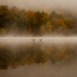 Silver Lining – Mist Wings and Autumn Color