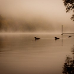 Hooded Merganser Morning – Fog & Fall Reflections