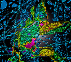 Tangled Transformation 5